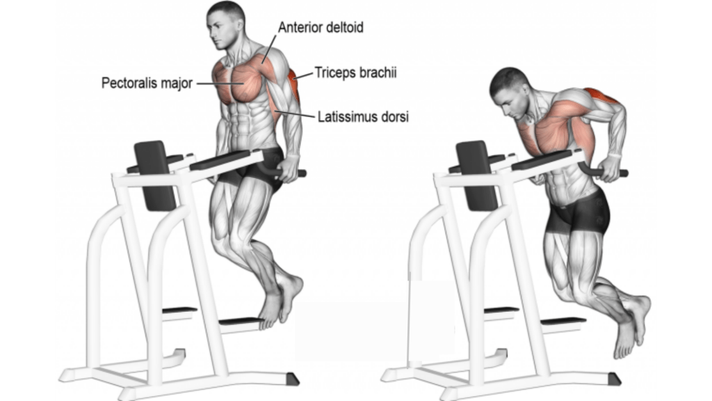 chest dips - lower chest workout 