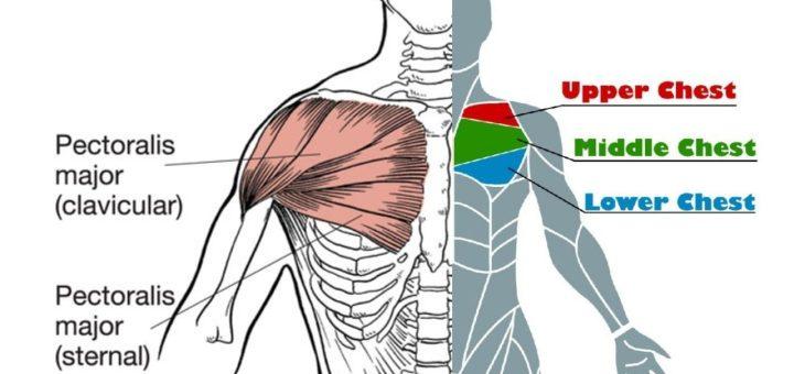 Anatomy Of Chest Muscles For Chest Workout For Men