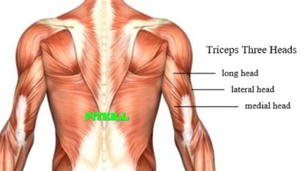 Anatomy Of Triceps Muscles - Top 5 Exercises For Triceps Workout