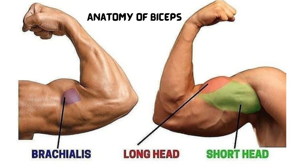 Anatomy of Biceps - 5 Best Bicep Workout for Mass