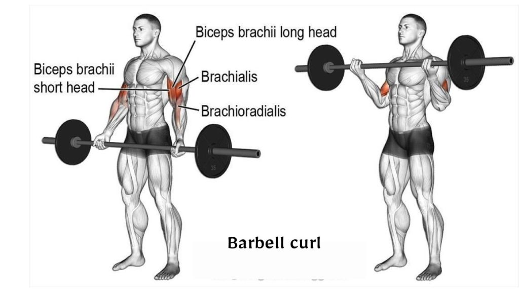 Barbell curl (Biceps) - 5 Best Biceps Workout for Mass