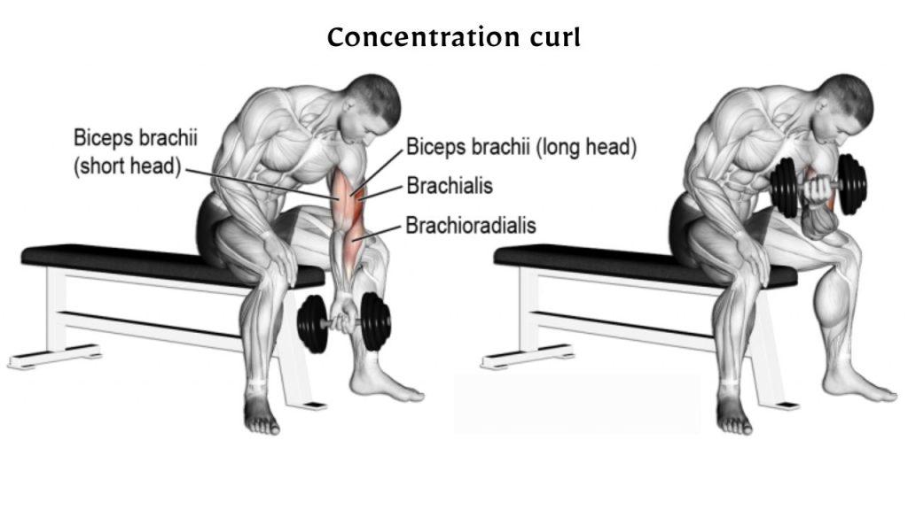 Concentration curl (Biceps) - 5 Best Biceps Workout for Mass