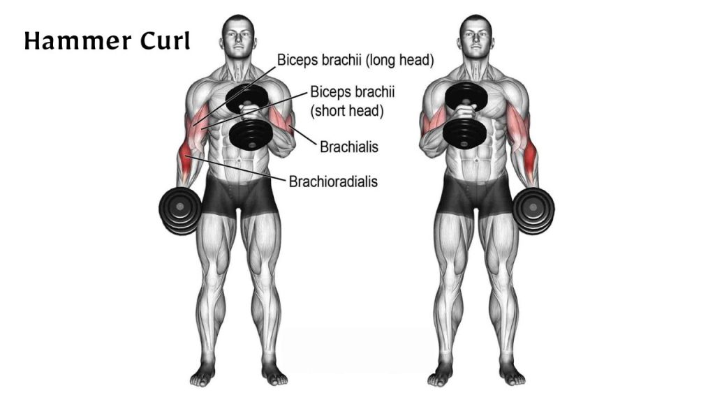 Hammer Curl (Biceps) - 5 Best Biceps Workout for Mass